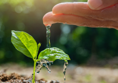 A hand watering a plant sprout
